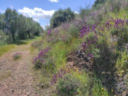 Flora del Cerro Masatrigo